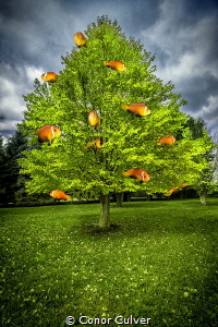 "Maldivian Orange Tree" part of my Underwater Surrealism ... by Conor Culver 